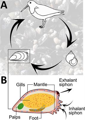 Mussel Shutdown: Does the Fear of Trematodes Regulate the Functioning of Filter Feeders in Coastal Ecosystems?
